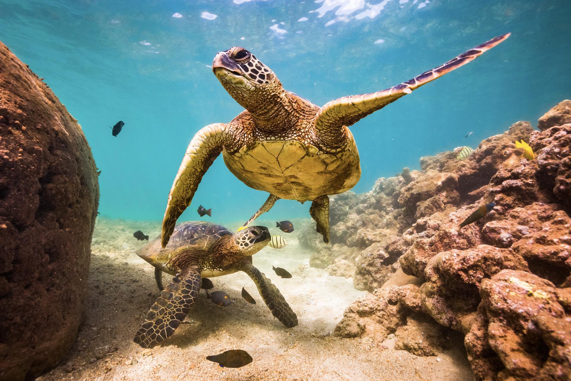 Deluxe Turtle Snorkeling Package