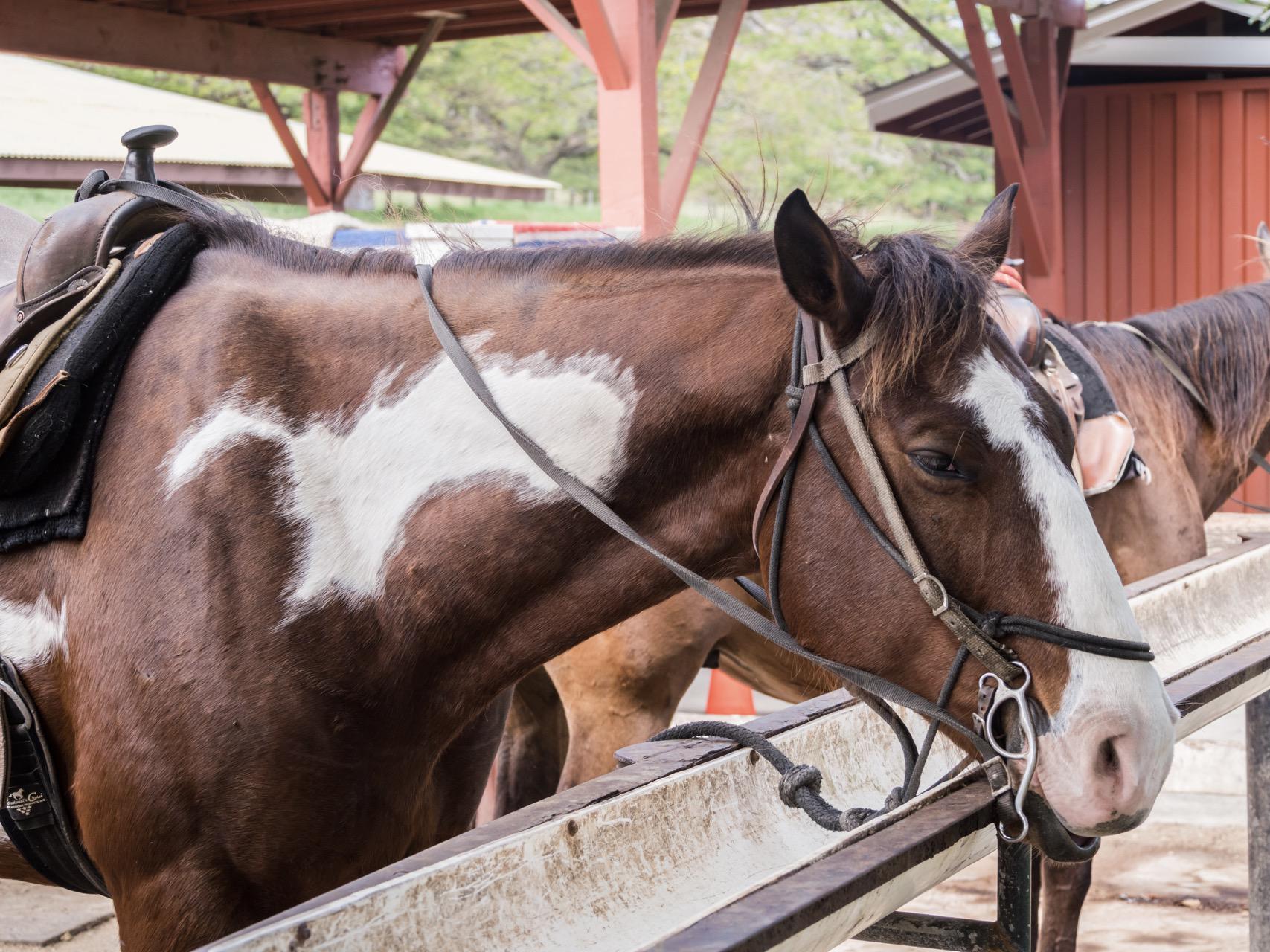 Jurassic Valley Horseback Riding Tour