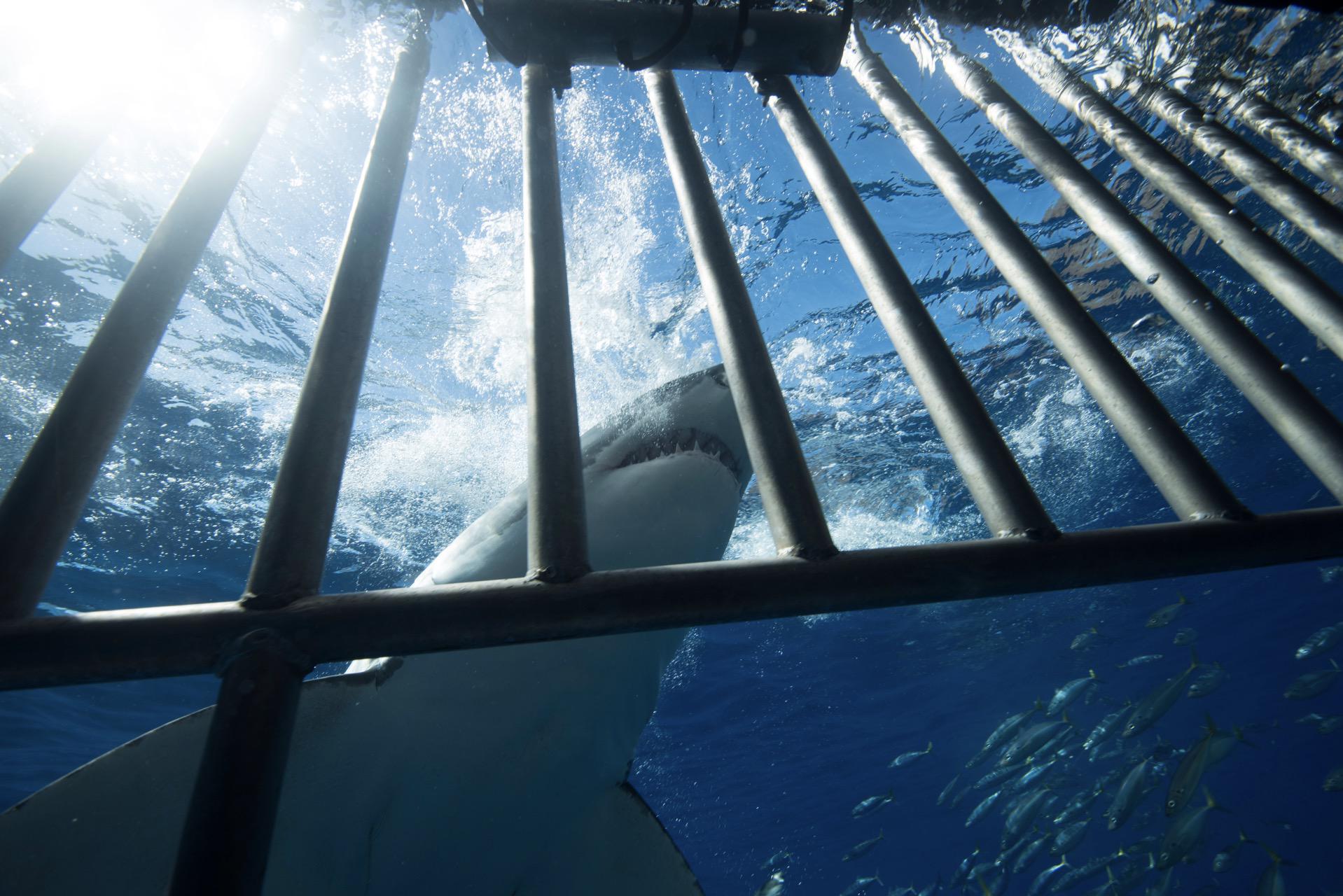 North Shore Shark Cage Diving Tour