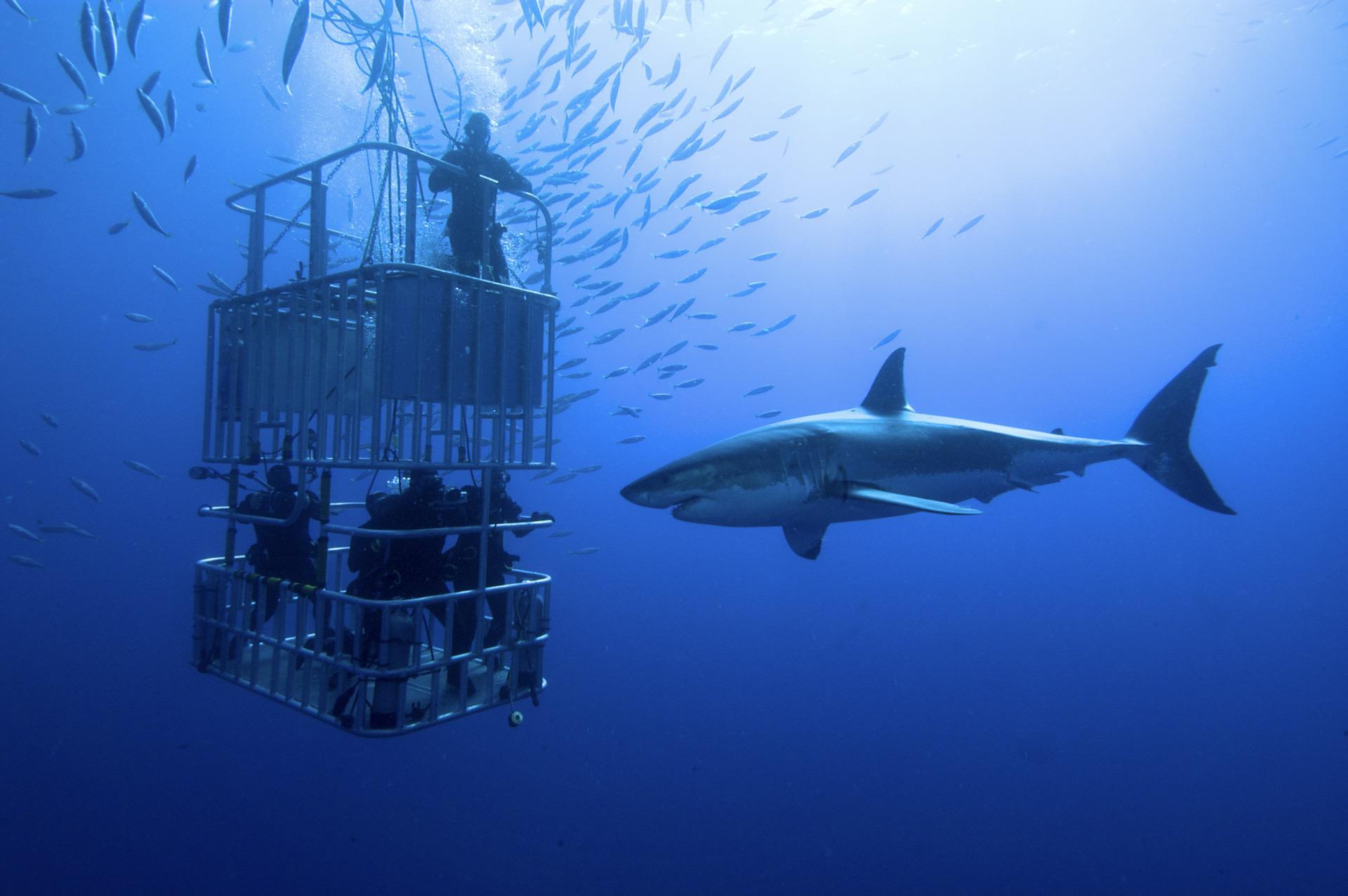 North Shore Shark Cage Diving Tour