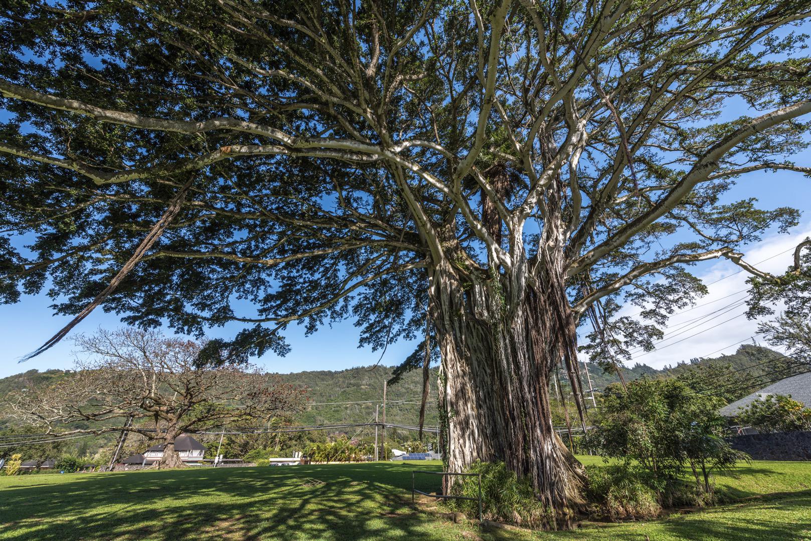 Oahu Mini Circle Island Tour