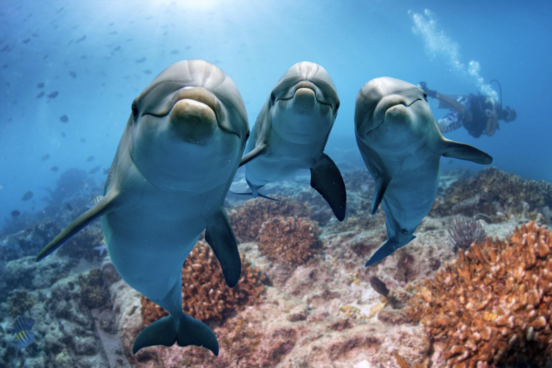 Waianae Dolphin Eco Tour
