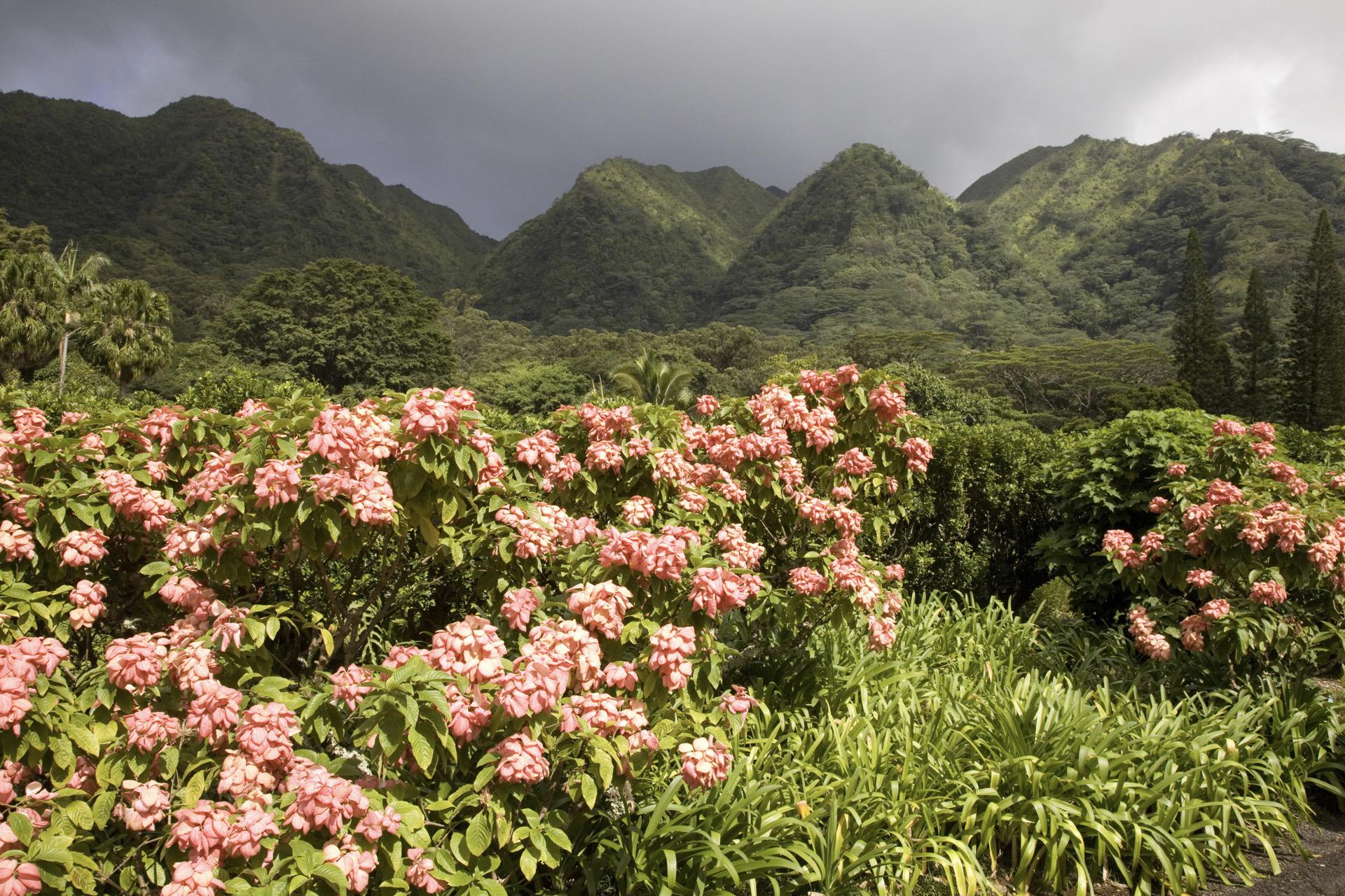 Discover the Green Space At Lyon Arboretum