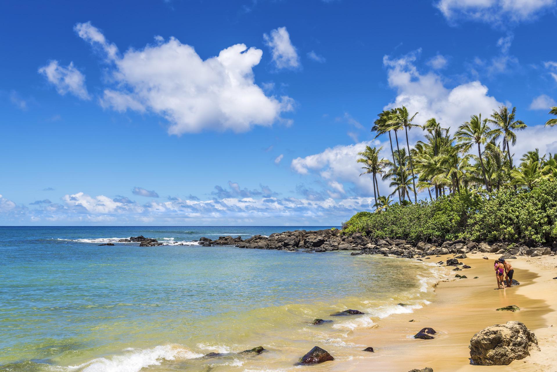 See Green Sea Turtle At Laniakea Beach