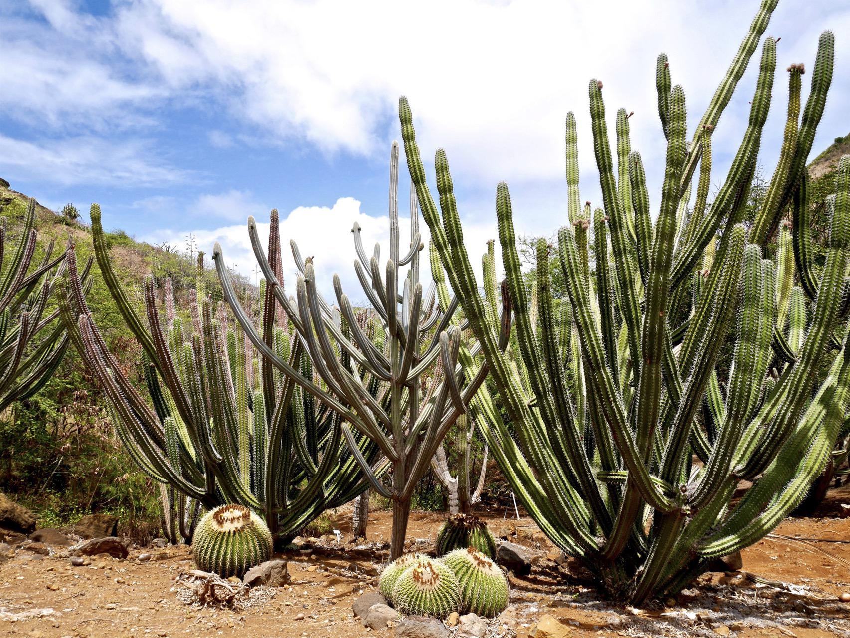 The Beauty Of Koko Crater Botanical Garden